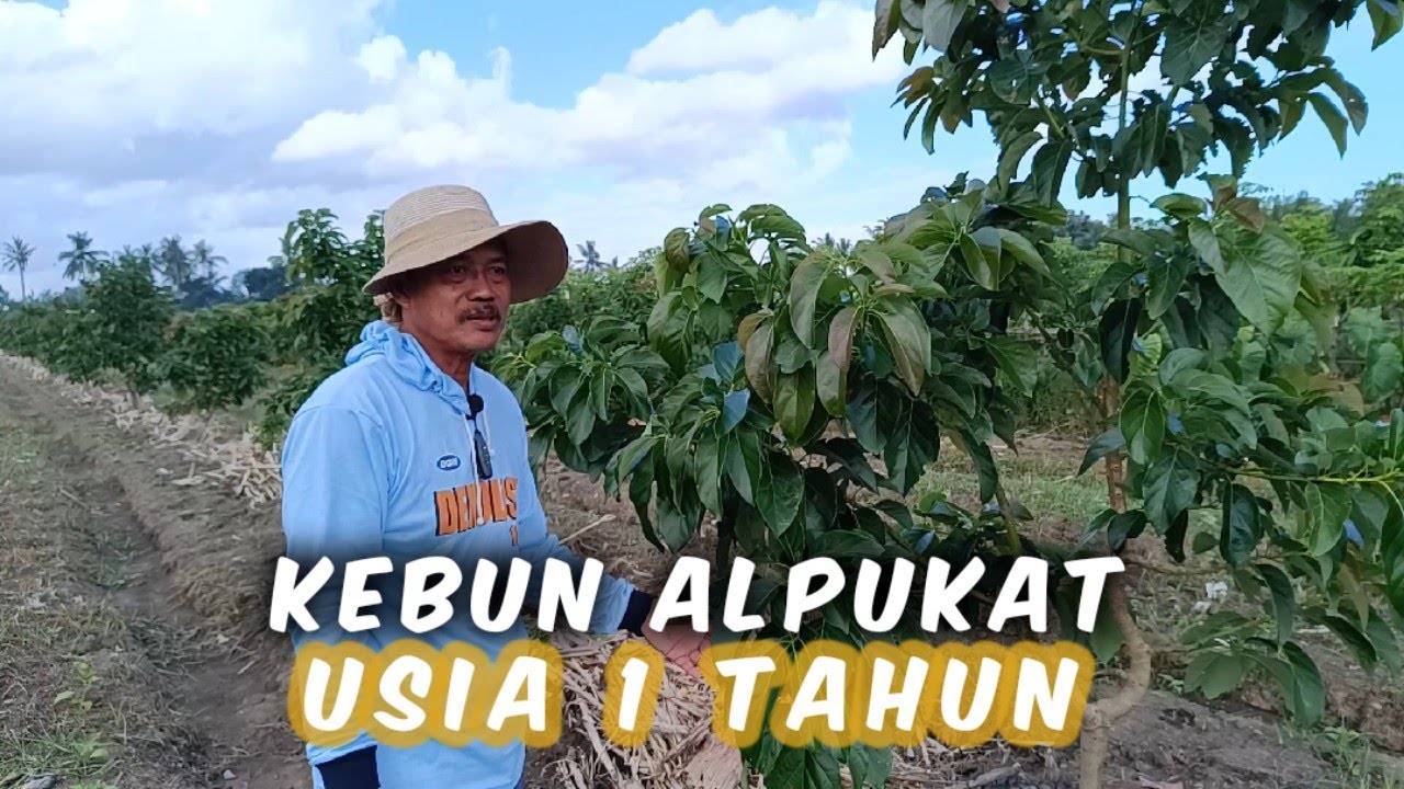 Review Kebun Alpukat Usia 1 Tahun