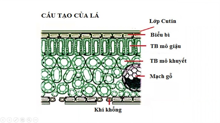 Cơ quan thoát hơi nước của cây là gì năm 2024