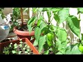 Моята градина 2021 / My garden on the terrace 2021 experiment 3 (No audio)