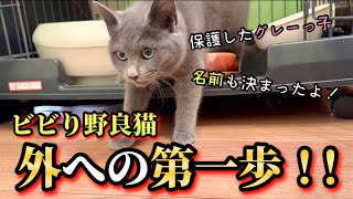 怯えて固まっていた子猫が勇気を振り絞って一歩を踏み出しました。 #6