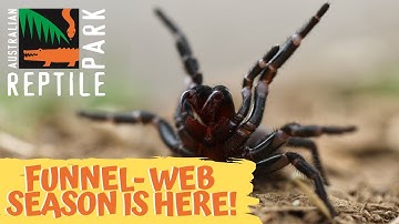 FUNNEL WEB SEASON IS HERE! | The Australian Reptile Park