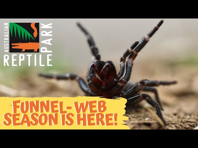 Funnel-web Spider Season is Here  Australian Reptile Park 