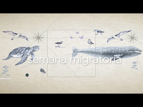 Vídeo: Diferença Entre Aves Migratórias E Aves Residentes