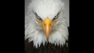The Mind Of God & The Eagle
