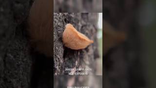 Hat-hati Dengan Ulat Ini!