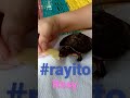 #tortuga