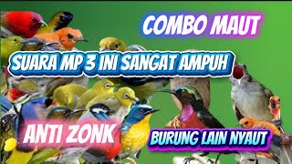 PIKAT BURCIL KOMBINASI SOGON RIBUT DAN KONIN RIBUT MP3 ANTI ZONK SUARA JERNIH