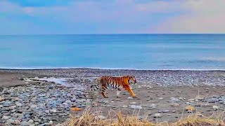 The Majestic Amur Tiger And Other Incredible Wild Mammals Of Russia: From Tundra To Taiga.