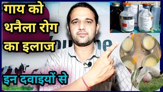 Mastitis in Cow Treatment||गाय को थनैला रोग का इलाज||Thanella rog ka illaj||Vet-Disease