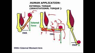 Torque and Moment arm biomechanics basics