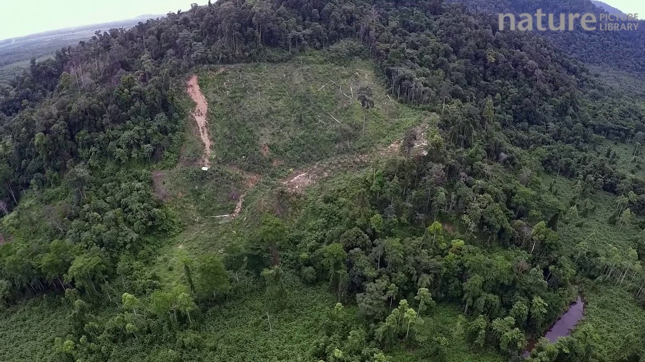 footage of chernobyl Aerial view of rainforest, showing forest clearance and start of erosion gully on hillside, Sumatra,