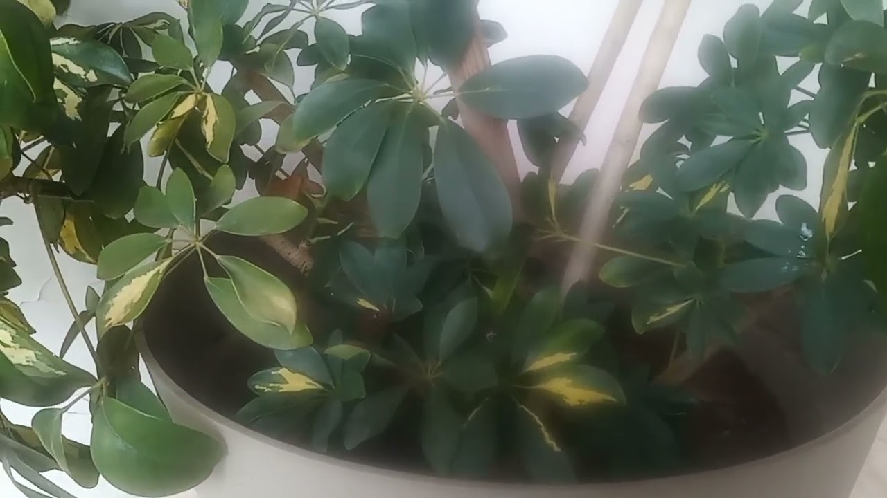 معلومات عن نبات الشفلرا وكيفية العناية بها 