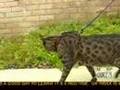 Savannah Cats in the News - Fox 6 San Diego