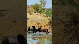 Amazing Videos - #bull #fighting #funny #viral #viralvideo #viralshort