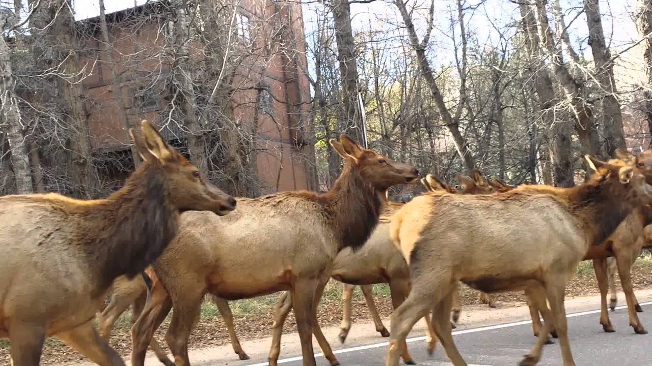 Evergreen Colorado Elk YouTube