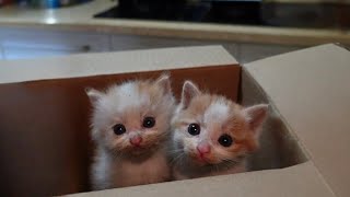 The two young stray kittens, separated from their mother, nearly froze to death in the cold garage