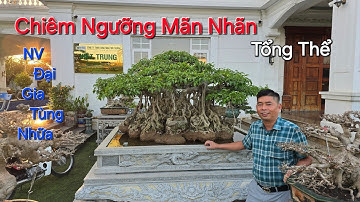 CHIÊM NGƯỠNG MÃN NHÃN vườn cây XUẤT SẮC vừa mới SPA của anh TÙNG NHỰA - Như Quỳnh - HY .