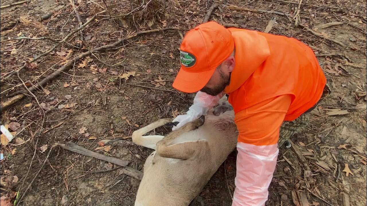 how-to-field-dress-a-deer-youtube
