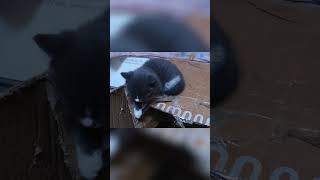 My 6 Love Mom And 5 Baby