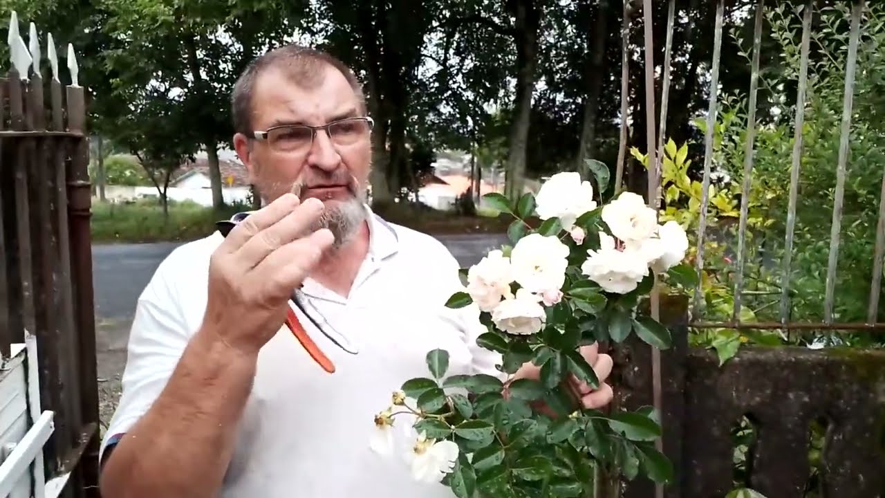 Roseira trepadeira por estaquia