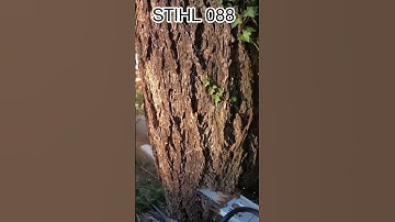 Cutting Giant Tree  #chainsawman #stihl #husqvarna #shorts #tiktok #logging #viral #chainsaw