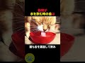 動物が水を飲む時の舌の秘密🤫暴露します🔥