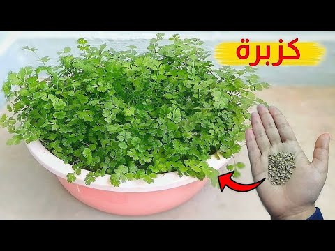 زراعة الكزبرة الخضراء في المنزل