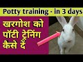 How to litter potty train a rabbit || #खरगोश को  #पॉटी प्रशिक्षण कैसे सिखा जाए || Potty #training