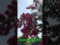 Japanese famous flower#2024 #subscribe #youtubeshorts #Japan Nepal HD#