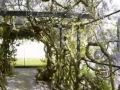 Wisteria Arch, Pinces Gardens, Exeter Wisteria Arch, Pinces Gardens, Exeter