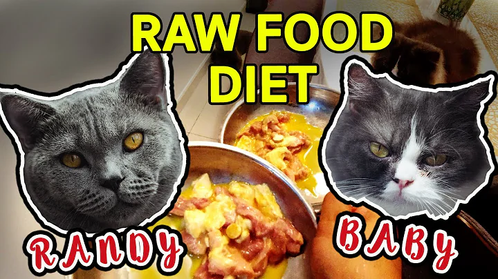 Watch the video about British Shorthair and Persian Raw Cat Food Diet | Randy & Baby Feeding Time | EAY Channel