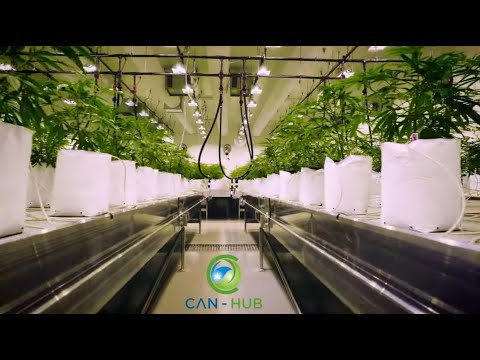 Can-Hub ondersteunt legale Cannabistelers in Nederland en wereldwijd