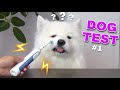 Dog Tests Different Human Items #1