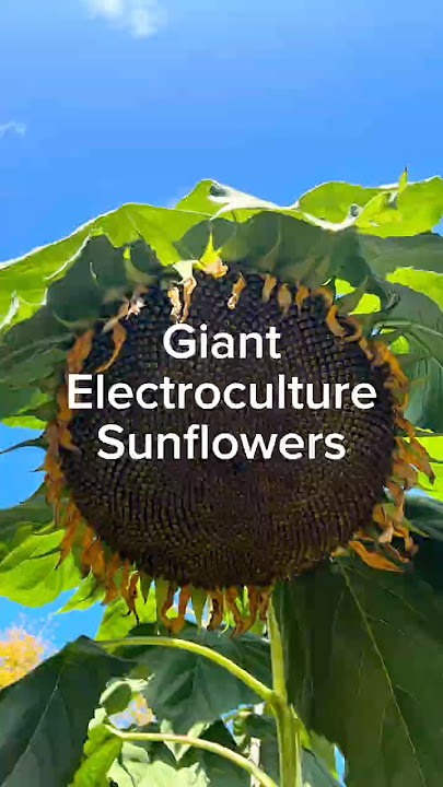 Electroculture for Sunflowers