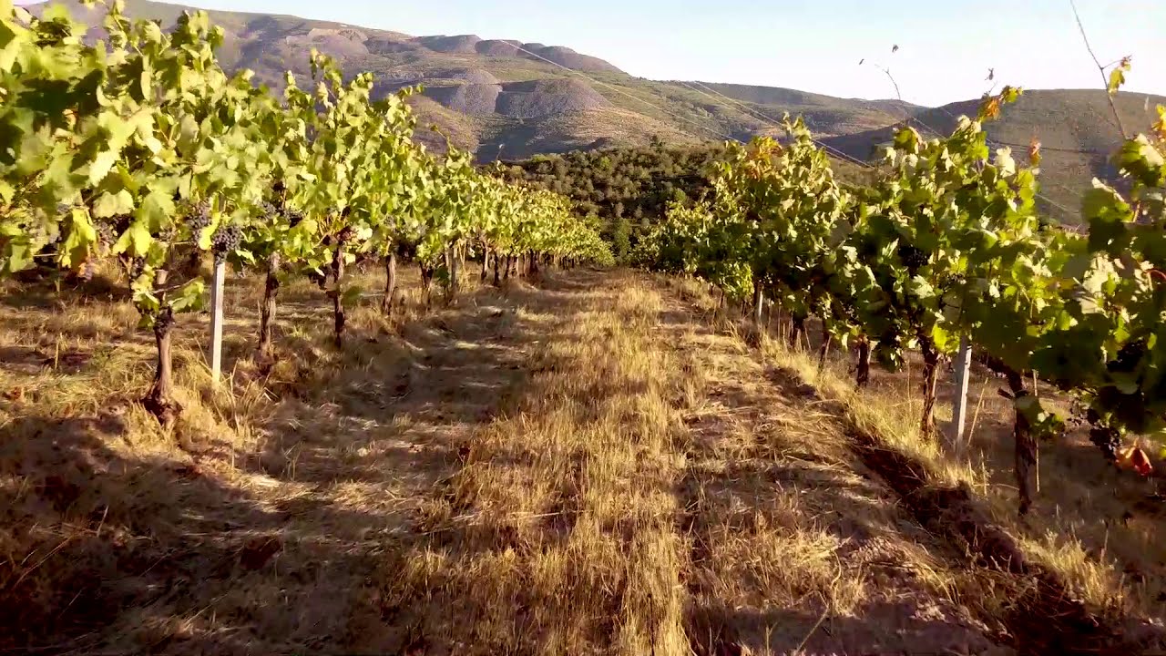 Viñedos de altura a vista de drone