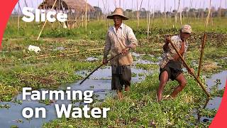 Intha People The Floating Farmers Of Myanmar, Inle Lake Slice
