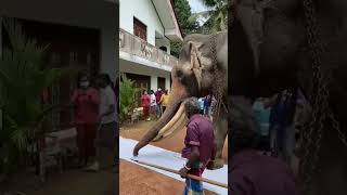 නැදුන්ගමුවේ රාජගේ උපෝෂිත ගුණ❤️❤️| nadungamuwe raja | elephant | elephant video | trending shorts