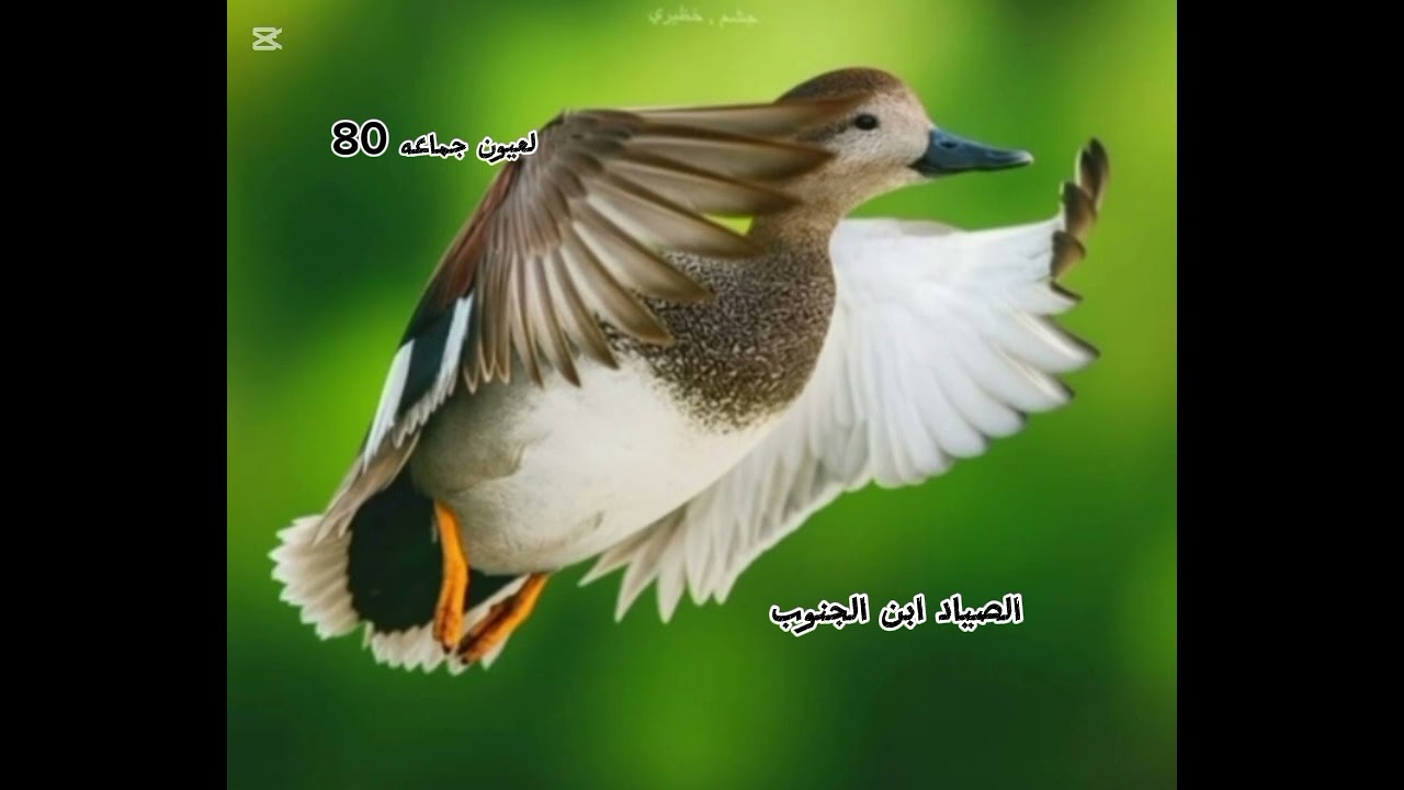 نغمه كوشم ودجاج ماي طيح الطاير والرزق بيد الله 