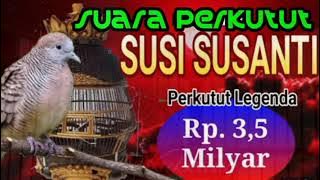 Suara Perkutut Susi Susanti Perkutut Legenda Rp. 3,5 Milyar