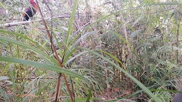 yos hav zoo dib qaib qus 2020