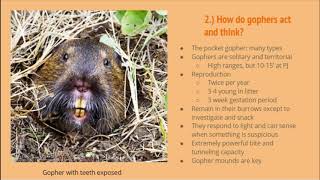 Gopher Trapping Presentation
