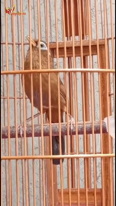 suara asli burung wambi import gacor #shots #videoshort #trending