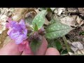 Pulmonaria officinalis, lungwort, common lungwort, Mary's tears or Our Lady's milk drops Mp3 Song
