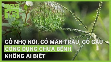 Cỏ nhọ nồi, cỏ mần trầu, cỏ gấu: Những cây thuốc quý dân gian | VTC16