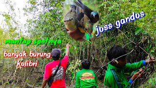 mikat burung konin di hutan. pakek mp3 lihat hasilnya tak terduga
