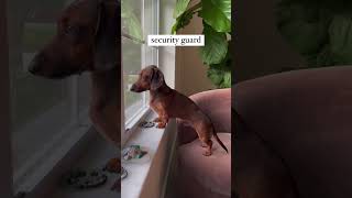 Naughty & dramatic!! #dachshund #weeniedog #puppy #ween  #wienerdogsdoingthings #floridadoxie