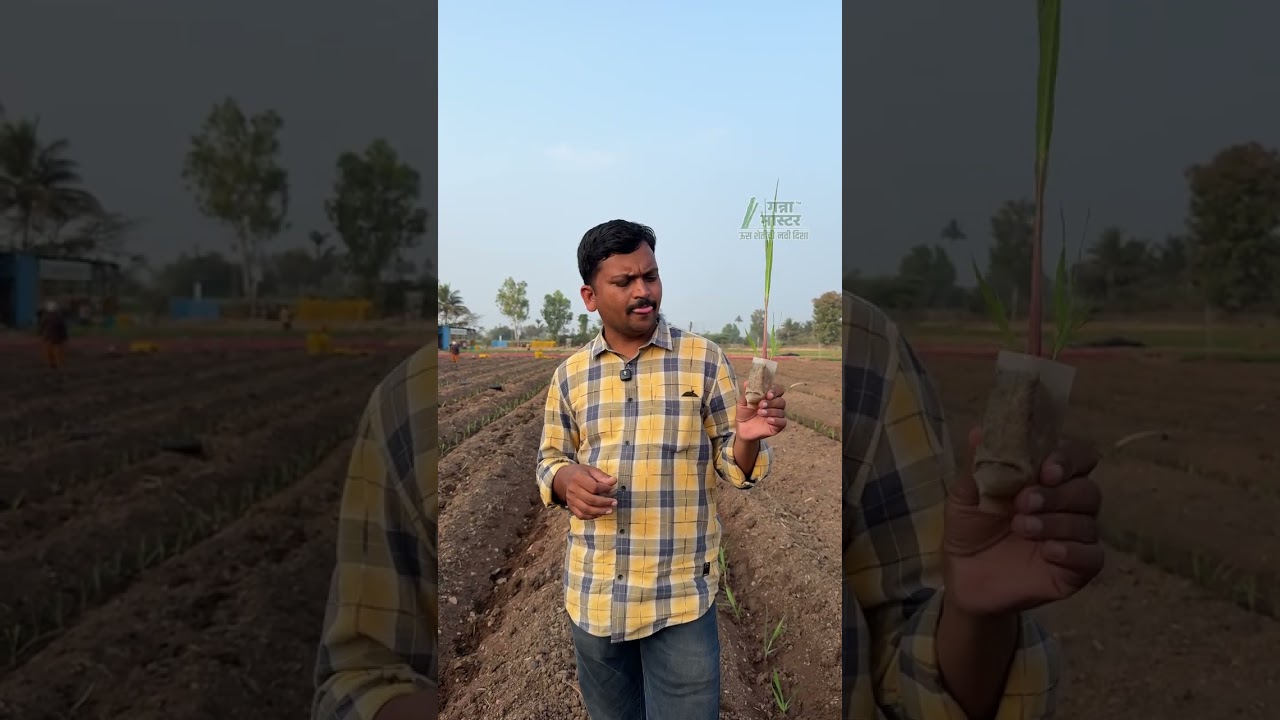 टिशू कल्चर बियाणे म्हणजे काय?