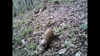 Faina - Beech marten