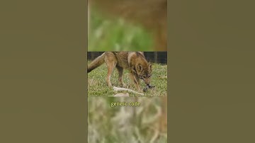 Hacking Humanity: Can We Control Evolution?