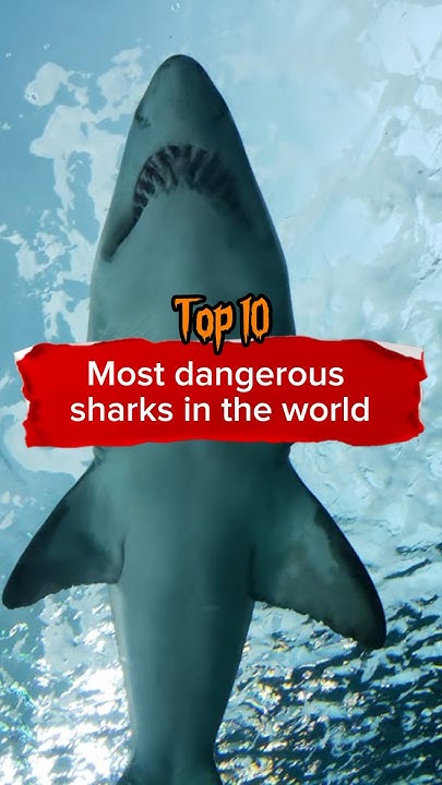 Top 10 most DANGEROUS sharks in the world🦈 - YouTube